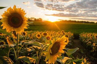 NORTHWEST IOWA